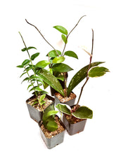 Load image into Gallery viewer, Hoya growers bundle 2 inch
