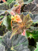 Load image into Gallery viewer, Begonia (no I.D.)
