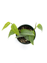 Load image into Gallery viewer, Epipremnum pinnatum Cebu Blue

