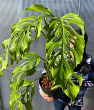 Load image into Gallery viewer, Monstera acacoyaguensis
