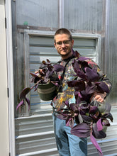 Load image into Gallery viewer, Tradescantia pallida “Kartuz Giant” 2 inch
