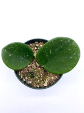 Load image into Gallery viewer, Hoya obovata 4”
