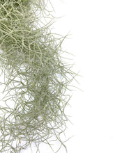 Load image into Gallery viewer, Tillandsia usneoides

