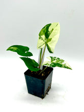 Load image into Gallery viewer, Syngonium podophyllum albo variegatum (D)
