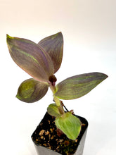 Load image into Gallery viewer, Tradescantia pallida “Kartuz Giant” 2 inch
