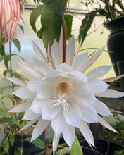 Load image into Gallery viewer, Epiphyllum oxypetalum AKA Queen of the Night - 4inch pot
