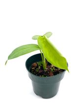 Load image into Gallery viewer, Syngonium chiapense
