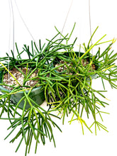Load image into Gallery viewer, Rhipsalis baccifera - 6 inch hanging basket
