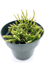 Load image into Gallery viewer, Rhipsalis teres f. prismatica 4”
