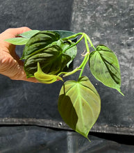Load image into Gallery viewer, Philodendron camposportuanum  4”
