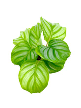 Load image into Gallery viewer, Calathea orbifolia
