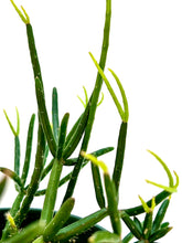 Load image into Gallery viewer, Rhipsalis baccifera
