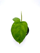 Load image into Gallery viewer, Syngonium chiapense
