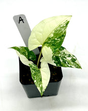 Load image into Gallery viewer, Syngonium podophyllum albo variegatum (A)
