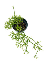 Load image into Gallery viewer, Rhipsalis prismatica
