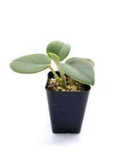 Load image into Gallery viewer, Peperomia incana
