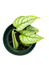 Load image into Gallery viewer, Monstera siltepecana “El Salvador”
