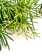 Load image into Gallery viewer, Rhipsalis baccifera - 6 inch hanging basket
