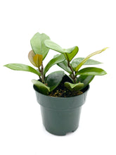 Load image into Gallery viewer, Hoya carnosa
