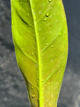 Load image into Gallery viewer, Philodendron wend imbe
