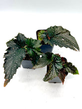 Load image into Gallery viewer, Begonia Fanny Mosier 4”
