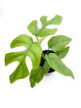 Load image into Gallery viewer, Rhaphidophora tetrasperma
