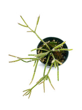 Load image into Gallery viewer, Rhipsalis pilocarpa 4”
