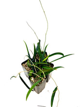 Load image into Gallery viewer, Hoya sheperdii 2” pot
