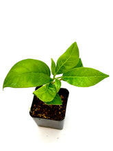 Load image into Gallery viewer, Trianaea speciosa
