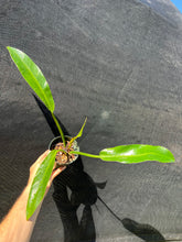 Load image into Gallery viewer, Philodendron wend imbe
