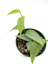 Load image into Gallery viewer, Epipremnum pinnatum Cebu Blue
