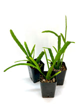Load image into Gallery viewer, Lepismium bolivianum 2”

