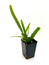 Load image into Gallery viewer, Lepismium bolivianum 2”
