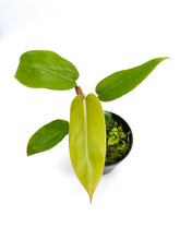 Load image into Gallery viewer, Philodendron erubescens ‘Red Emerald’ - 4 inch
