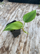 Load image into Gallery viewer, Philodendron cordatum
