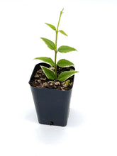 Load image into Gallery viewer, Hoya bella variegata (Albo Marginata)
