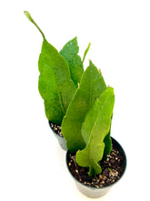 Load image into Gallery viewer, Epiphyllum oxypetalum AKA Queen of the Night - 4inch pot
