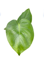 Load image into Gallery viewer, Monstera deliciosa - 4 inch
