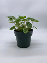 Load image into Gallery viewer, Peperomia caperata ‘Emerald Ripple’
