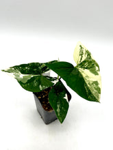 Load image into Gallery viewer, Syngonium podophyllum albo variegatum (C)
