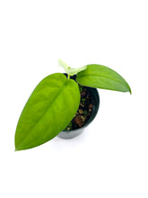 Load image into Gallery viewer, Syngonium chiapense
